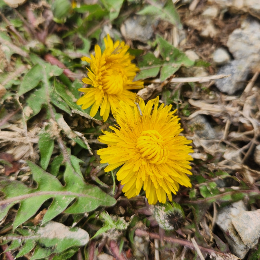 명품 백 걸치고 밭에 옷을 입혀요.